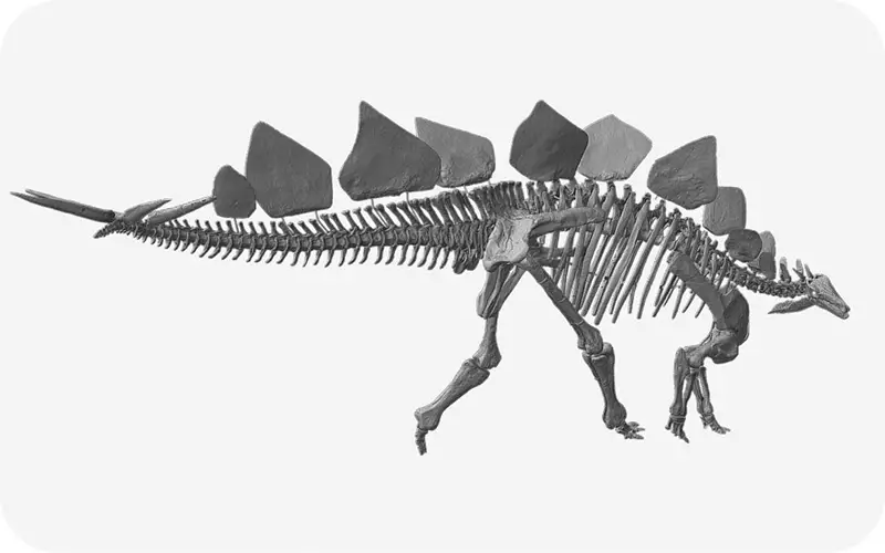 3D-Scan Stegosaurus Fossil
